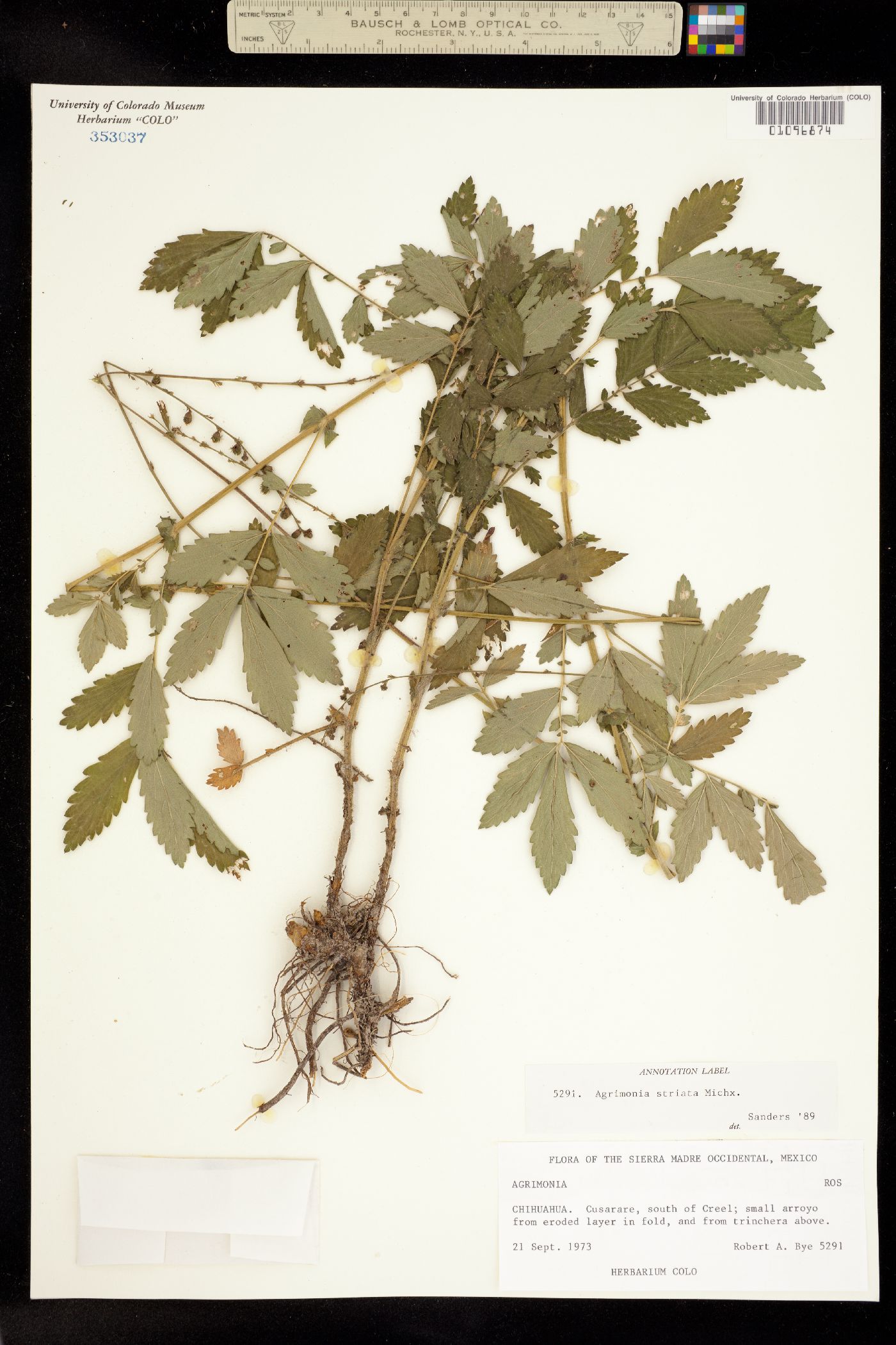 Agrimonia striata image