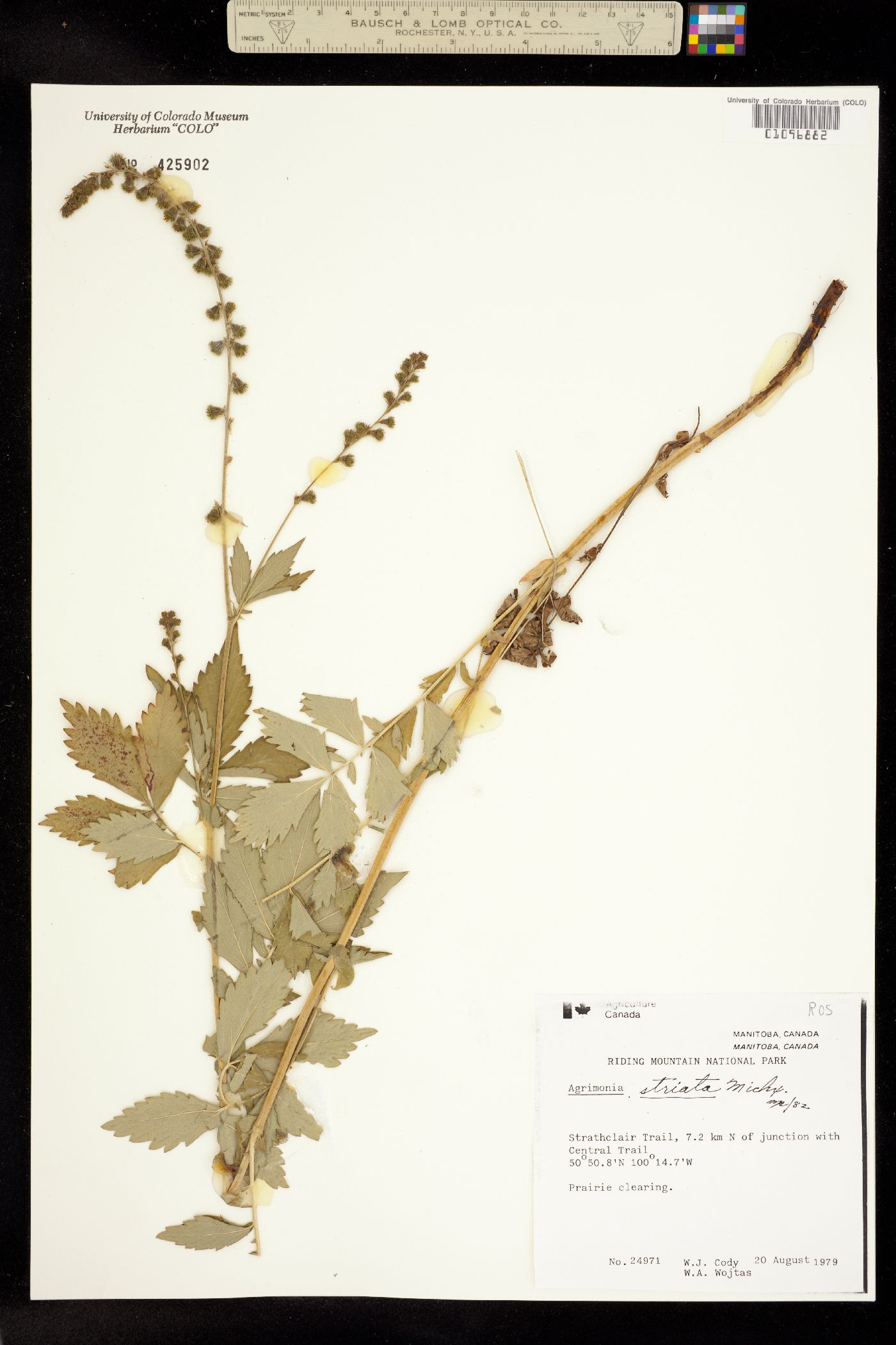 Agrimonia striata image
