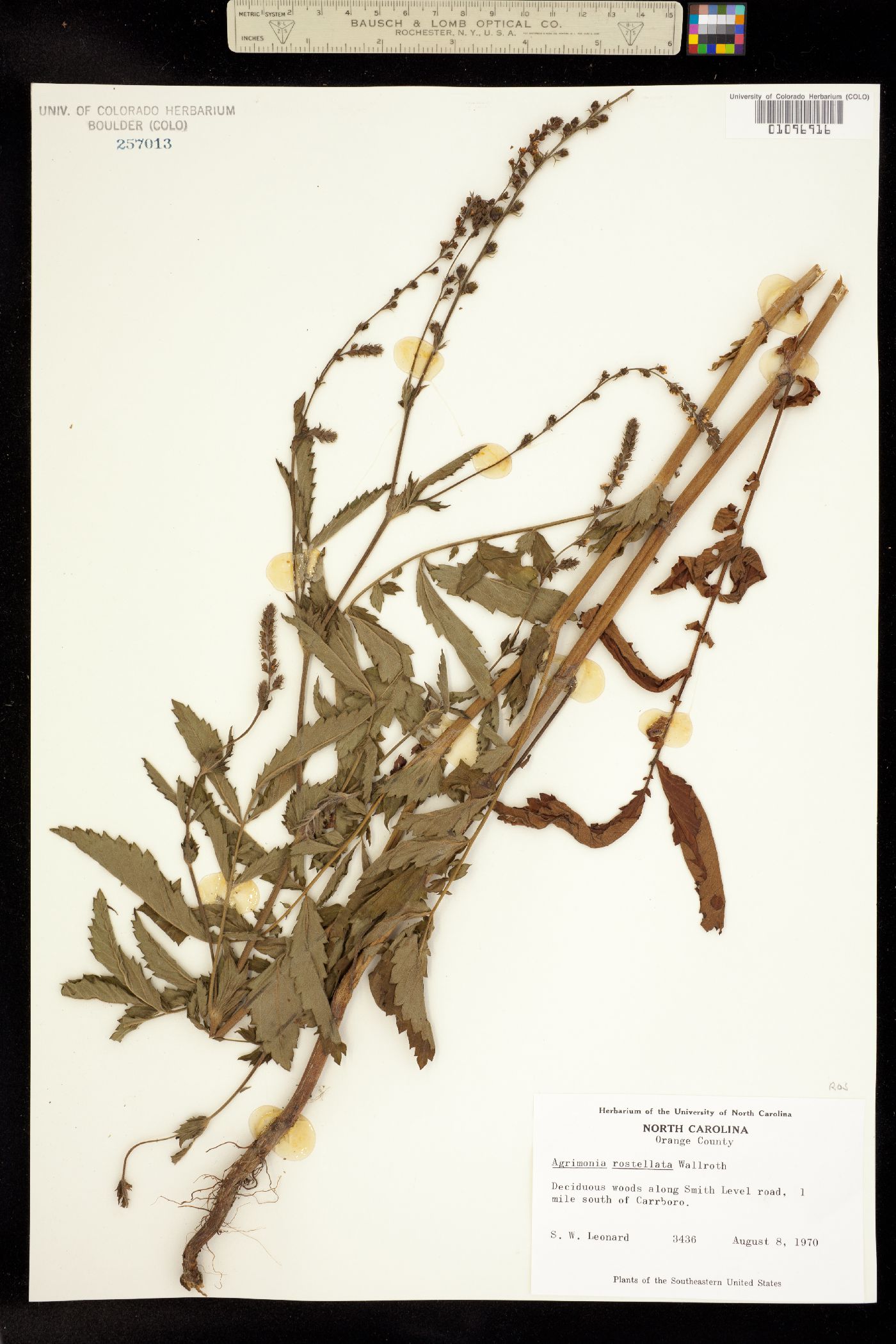 Agrimonia striata image