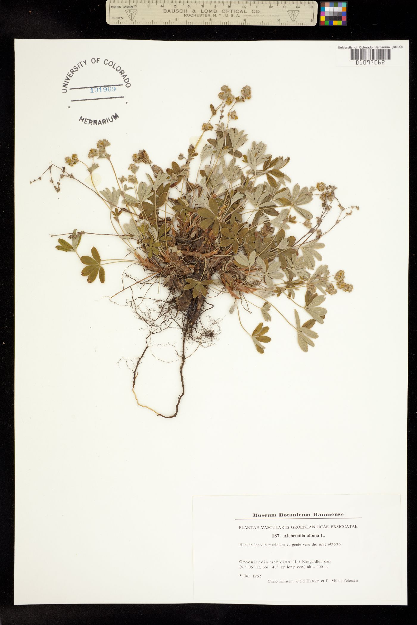 Alchemilla alpina image