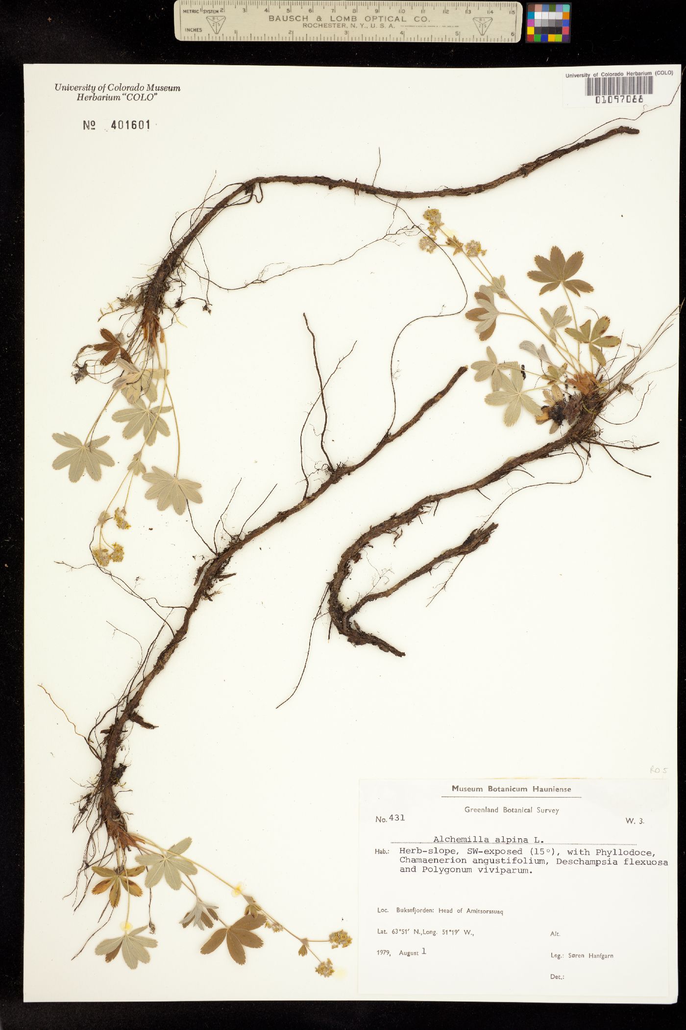 Alchemilla alpina image
