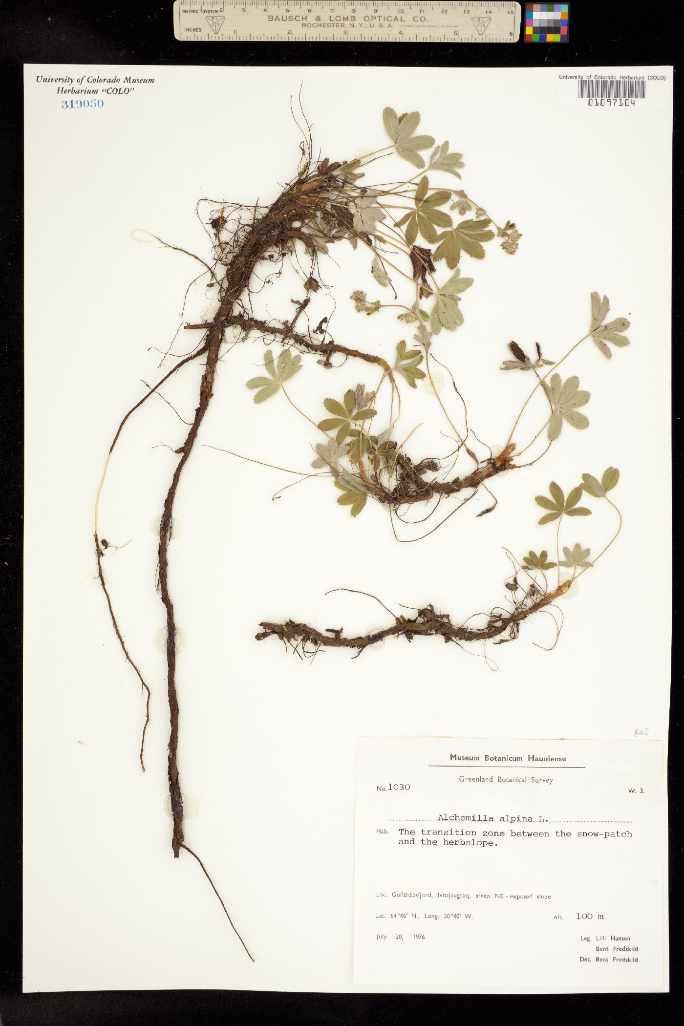 Alchemilla alpina image