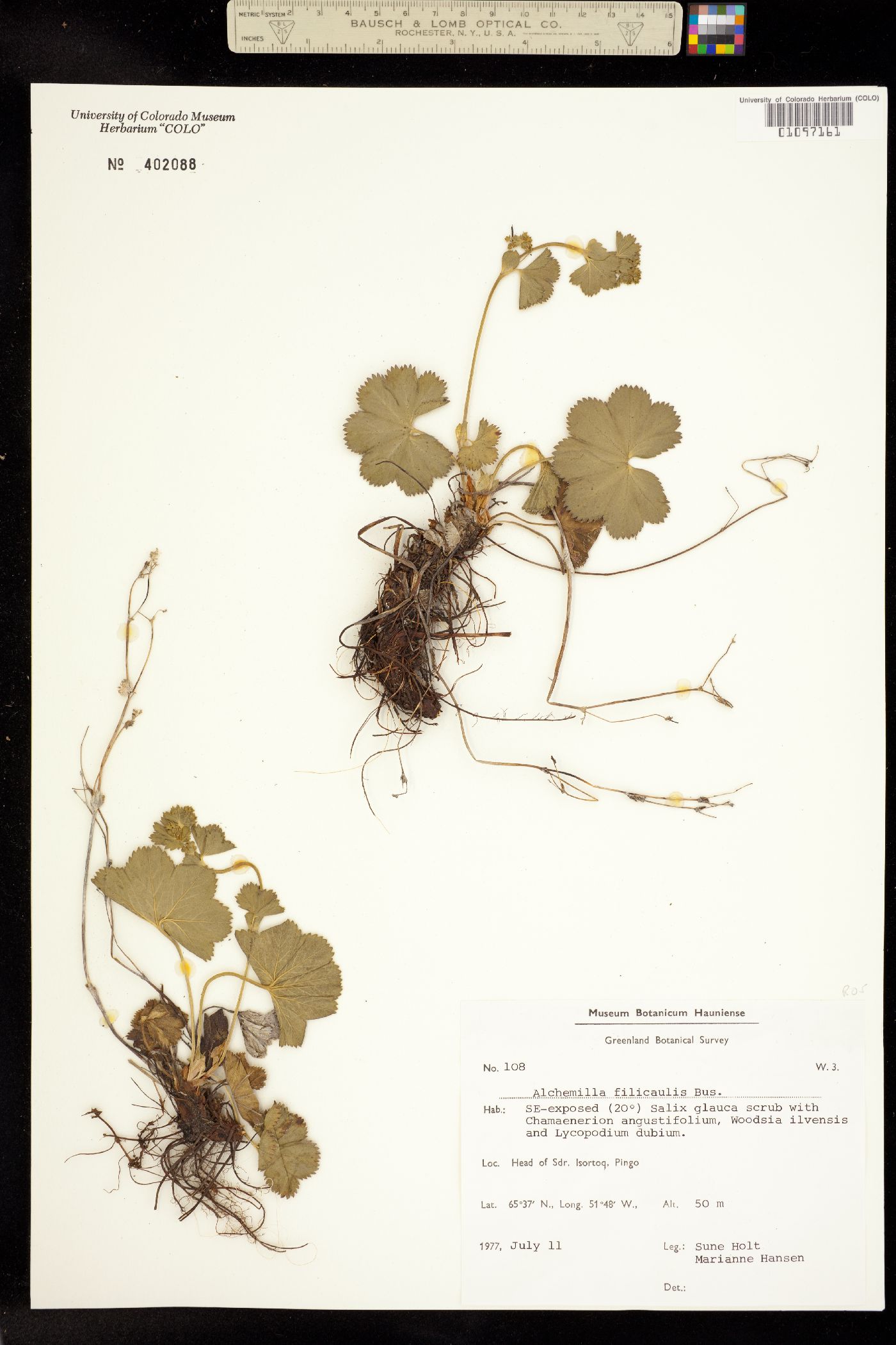 Alchemilla filicaulis image