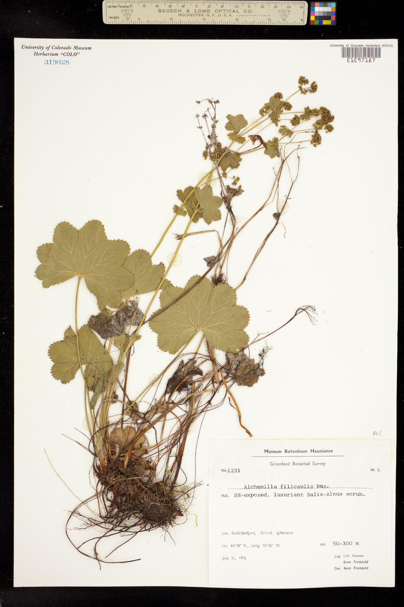 Alchemilla filicaulis image