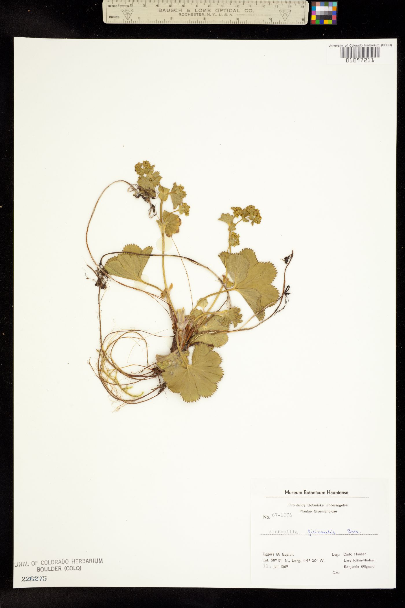 Alchemilla filicaulis image