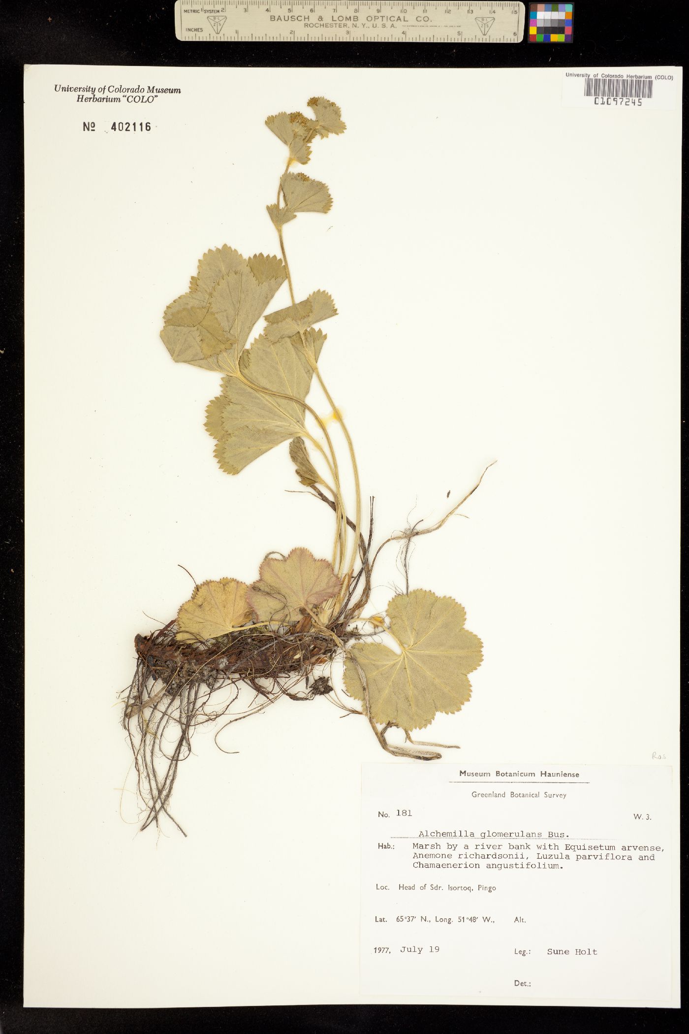 Alchemilla image