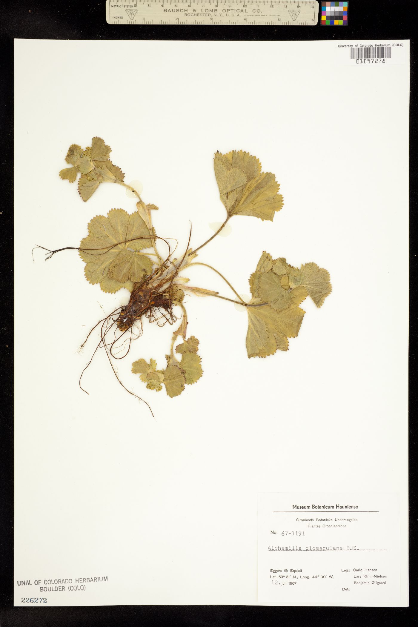 Alchemilla glomerulans image