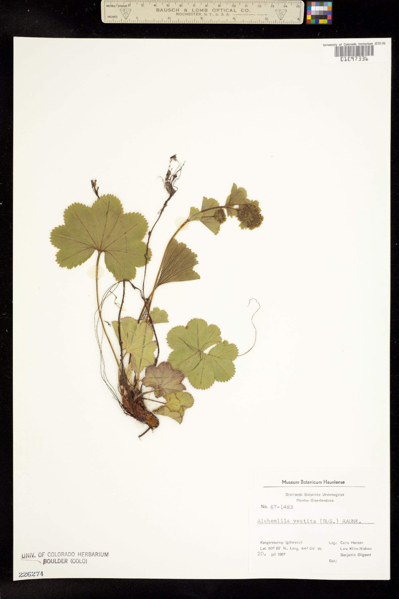 Alchemilla vestita image