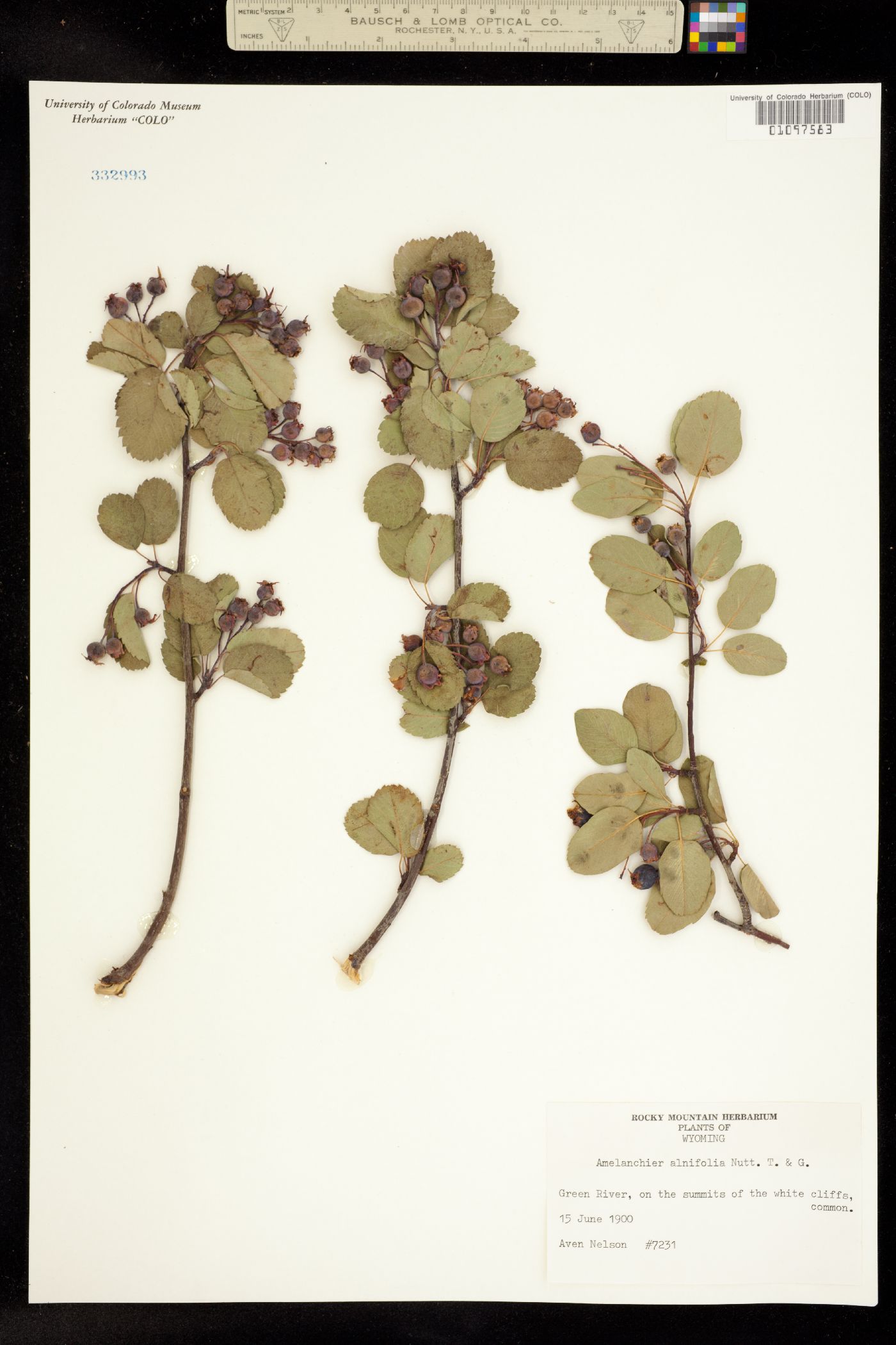 Amelanchier image