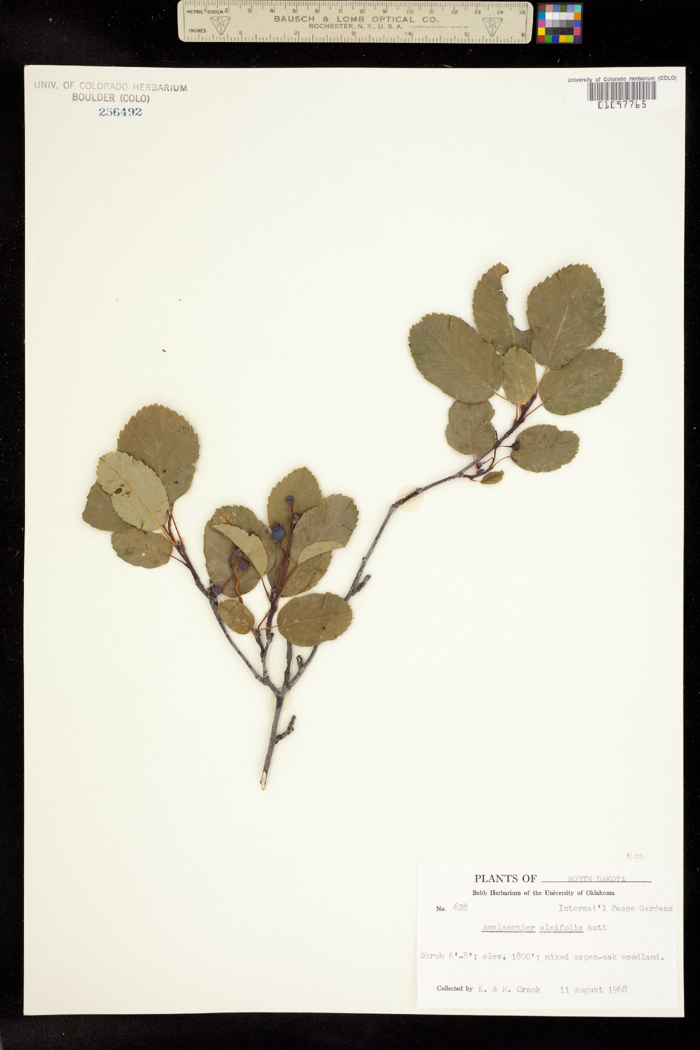 Amelanchier alnifolia image