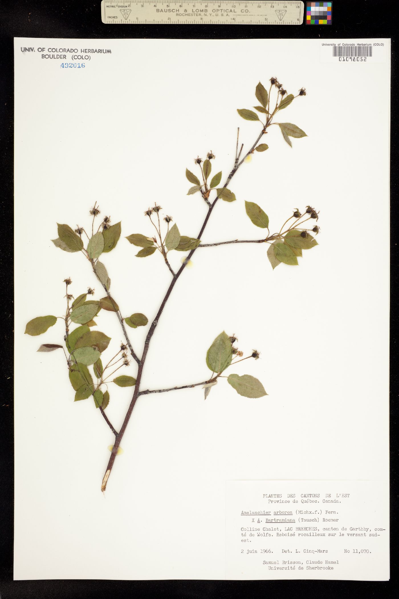 Amelanchier arborea image