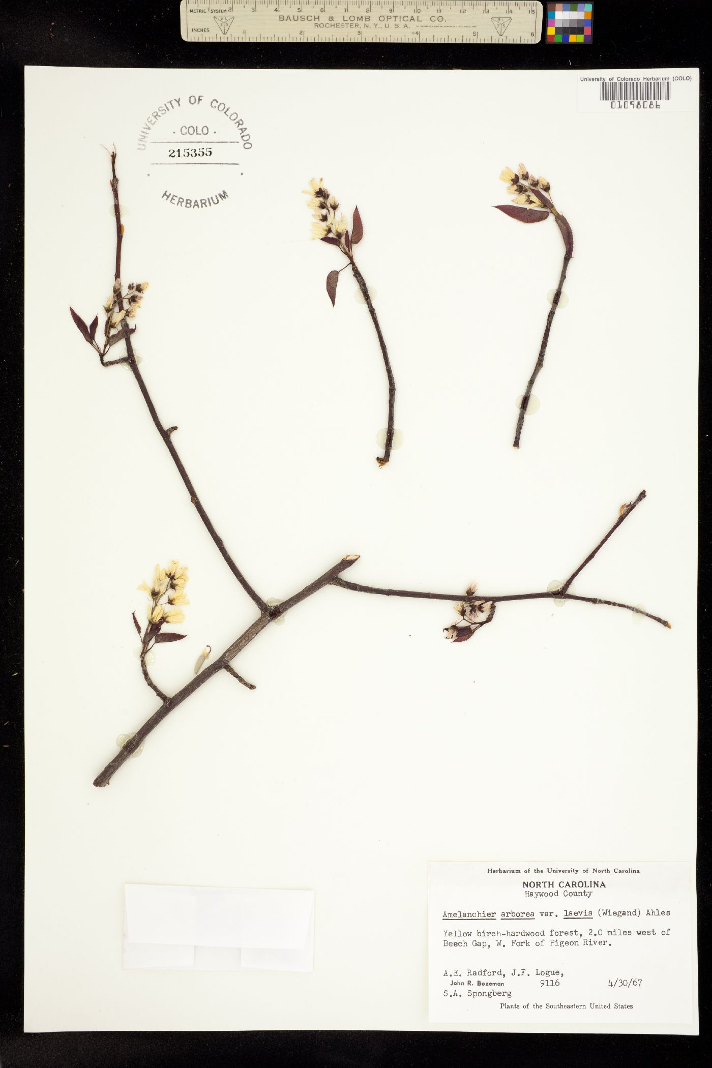 Amelanchier arborea image