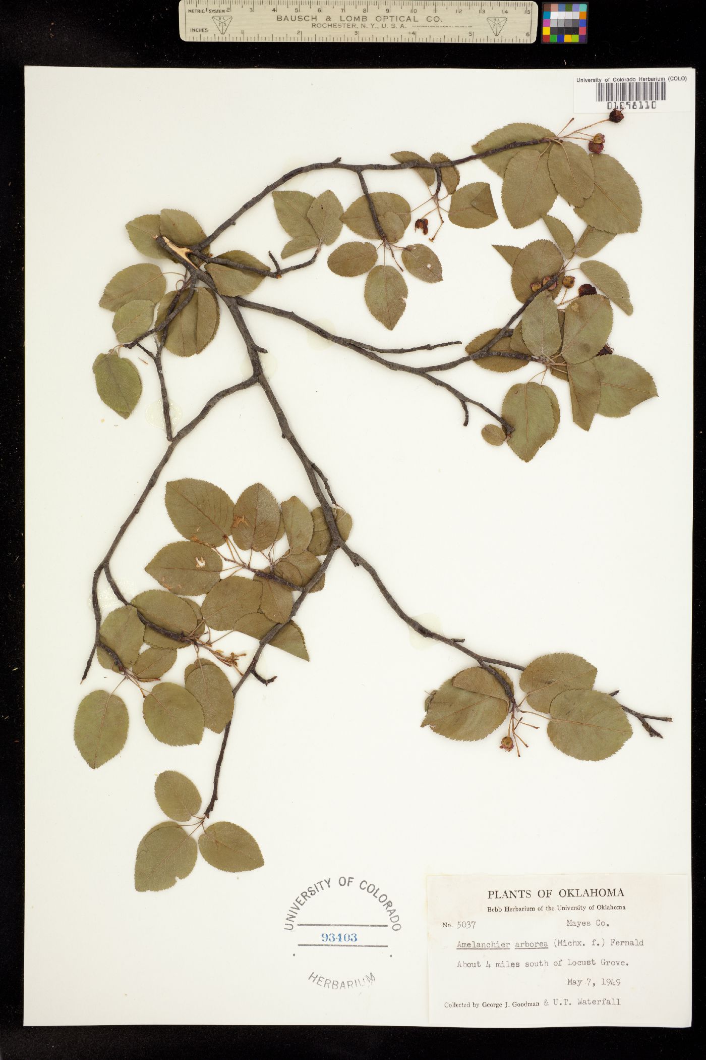 Amelanchier arborea image