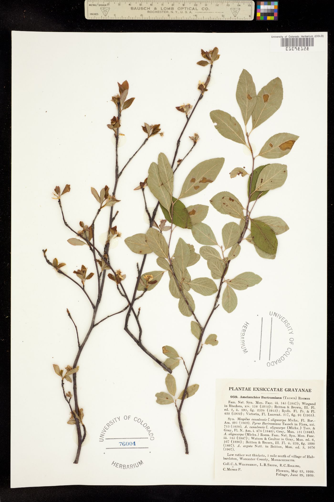 Amelanchier bartramiana image