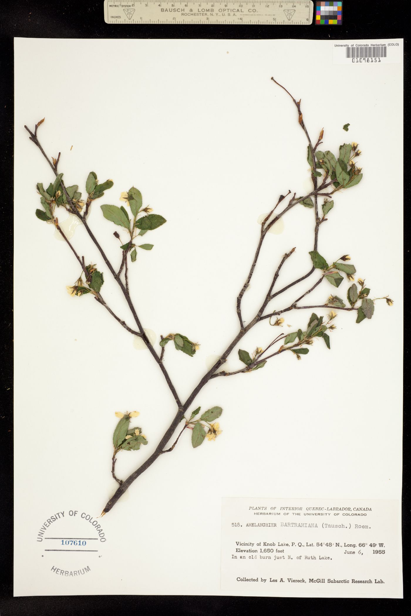 Amelanchier bartramiana image