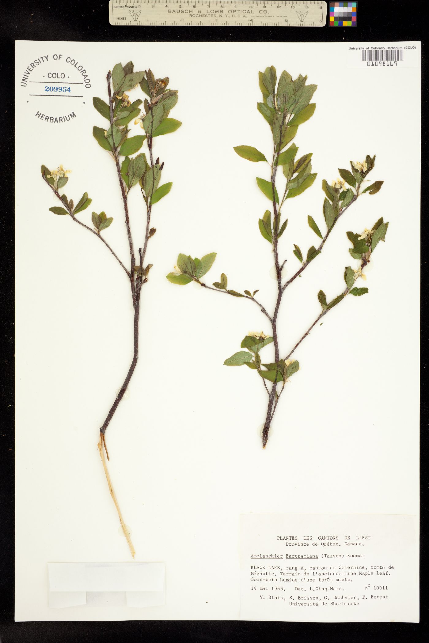 Amelanchier bartramiana image