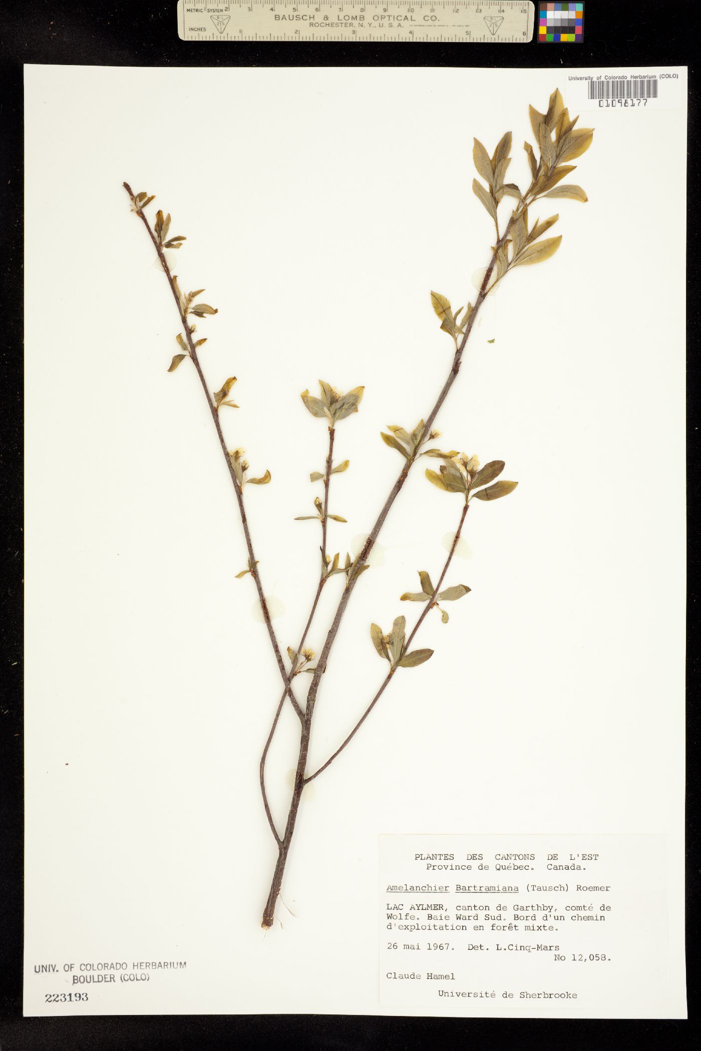 Amelanchier bartramiana image