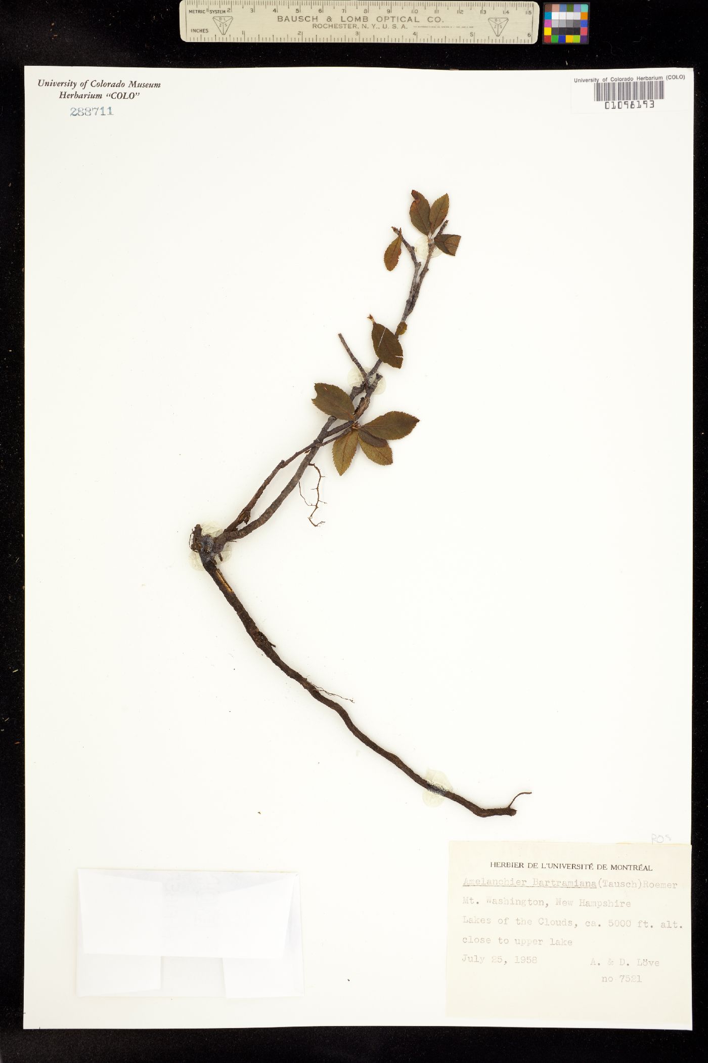 Amelanchier bartramiana image