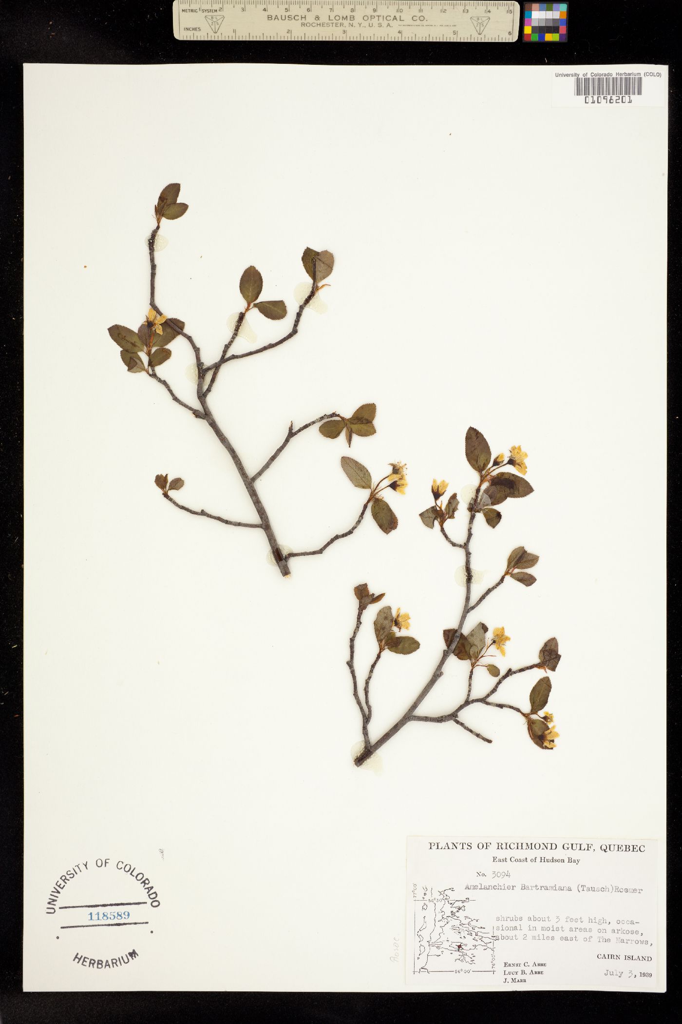 Amelanchier bartramiana image