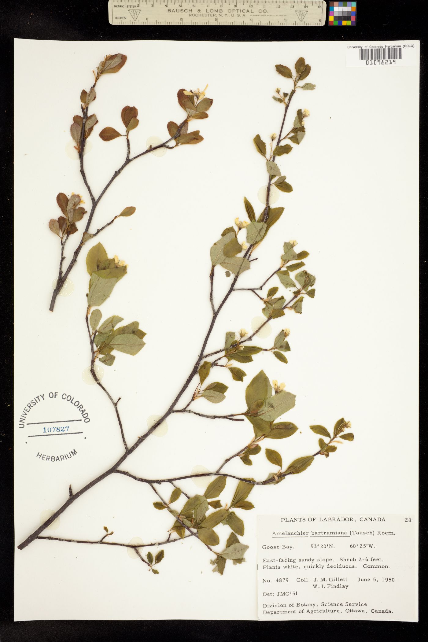 Amelanchier bartramiana image