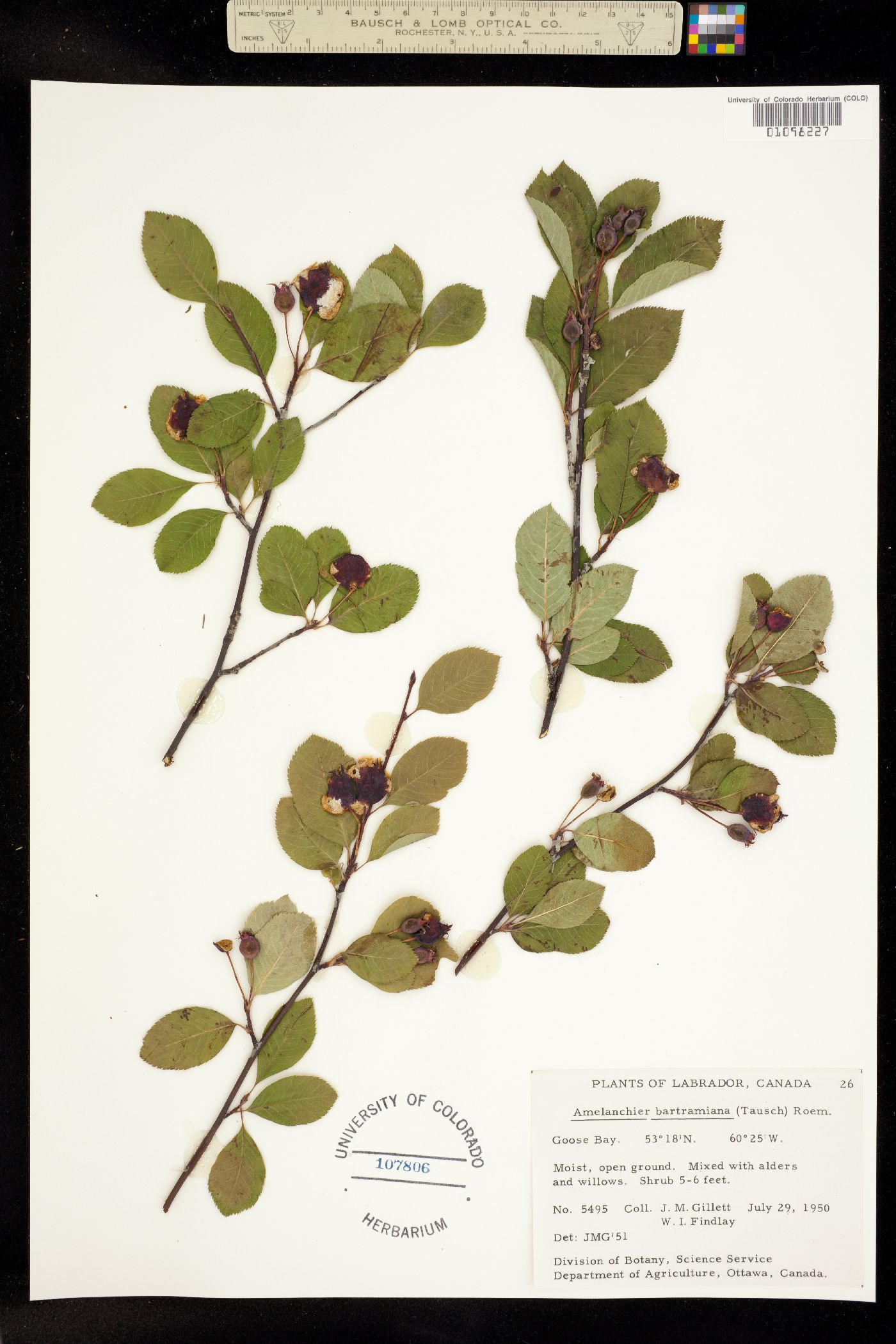 Amelanchier bartramiana image