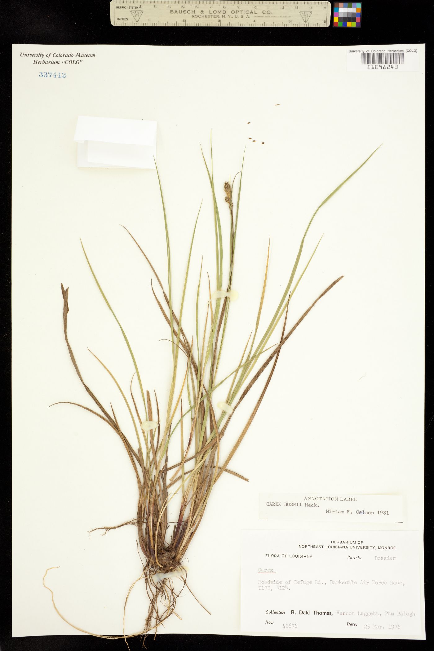 Carex bushii image