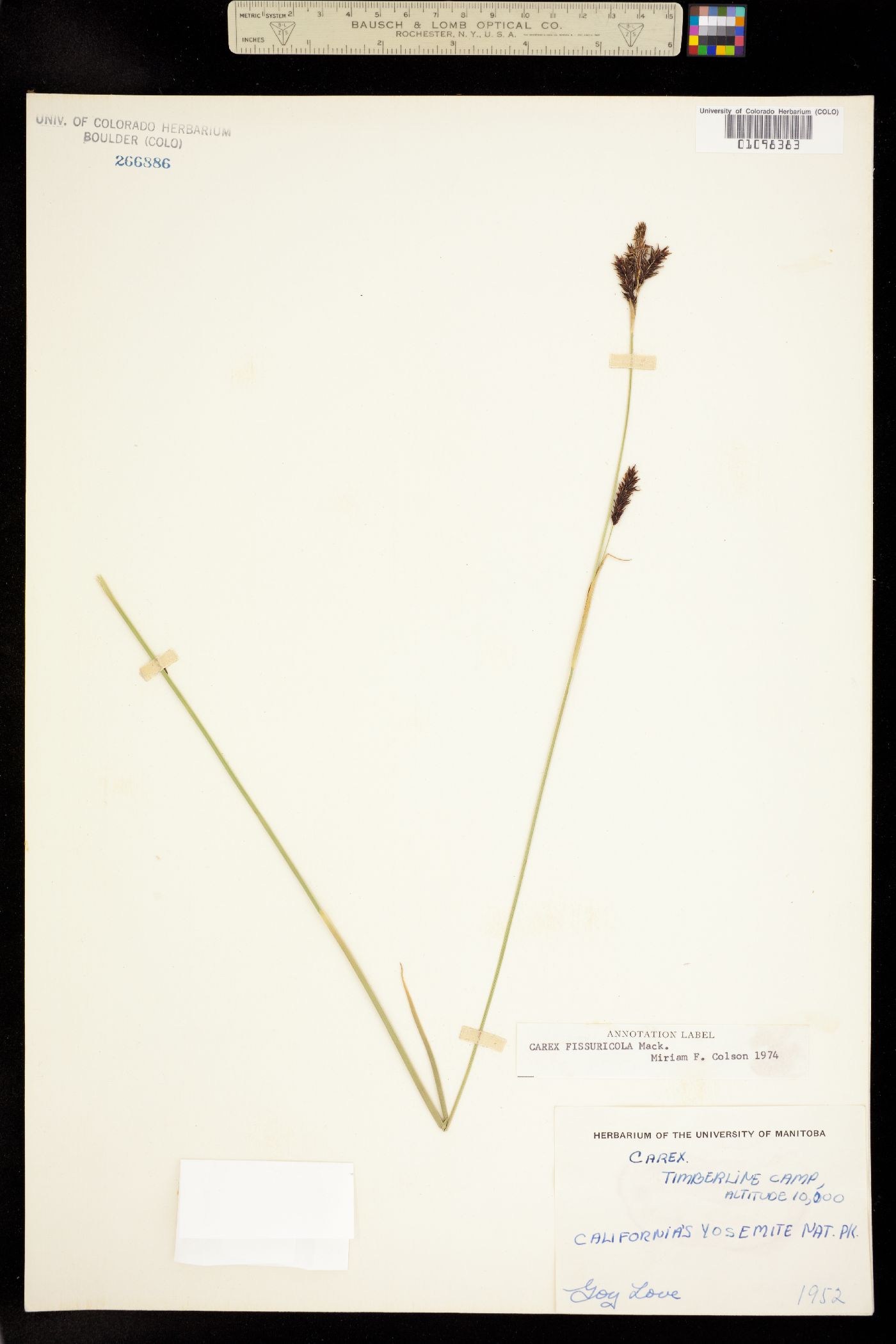 Carex fissuricola image