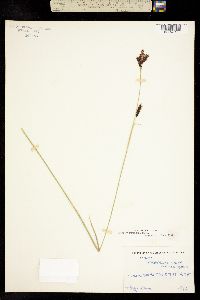 Image of Carex fissuricola