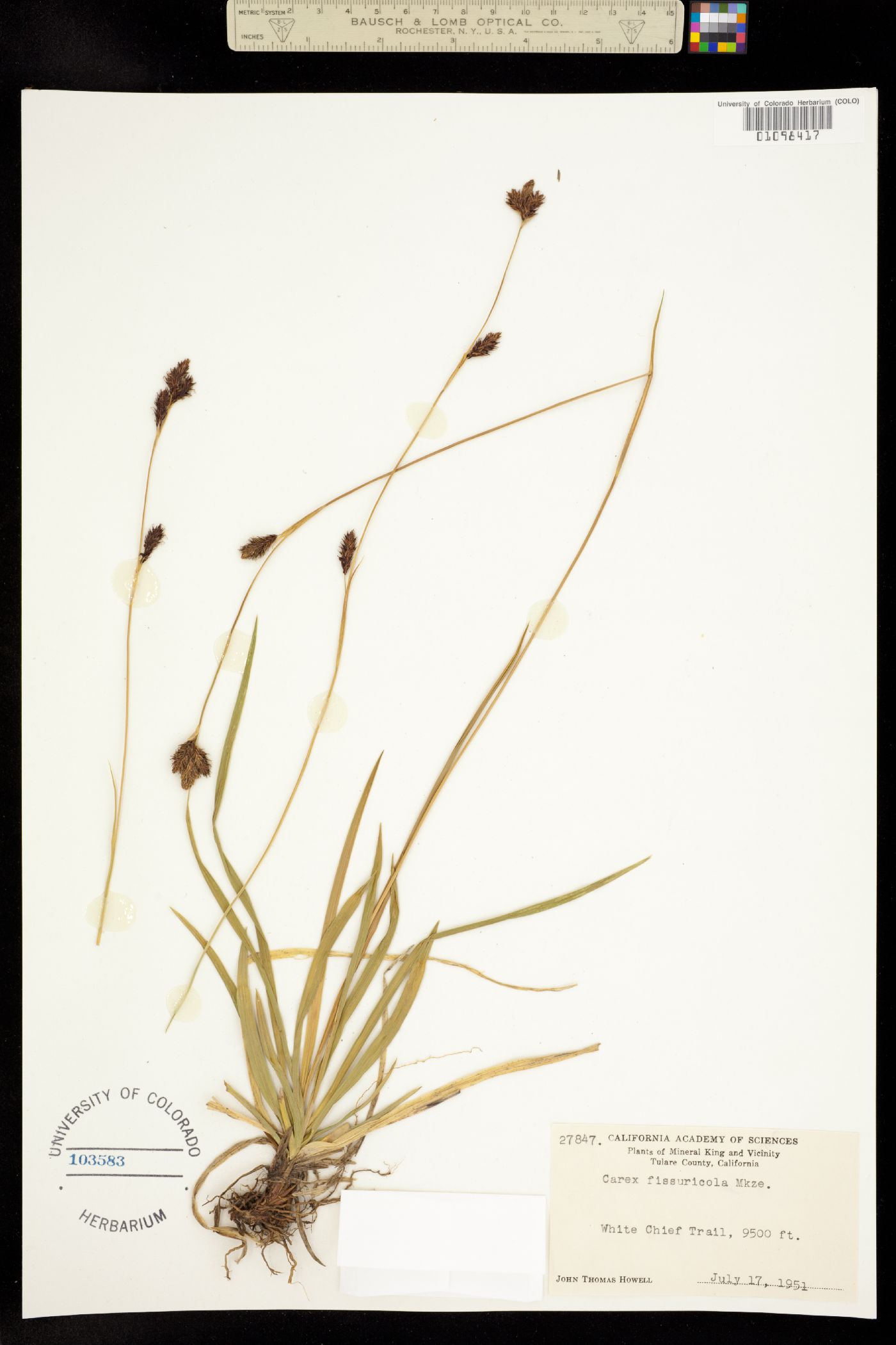 Carex fissuricola image