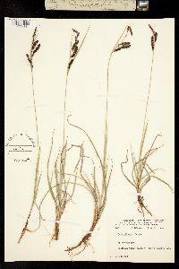 Image of Carex flacca