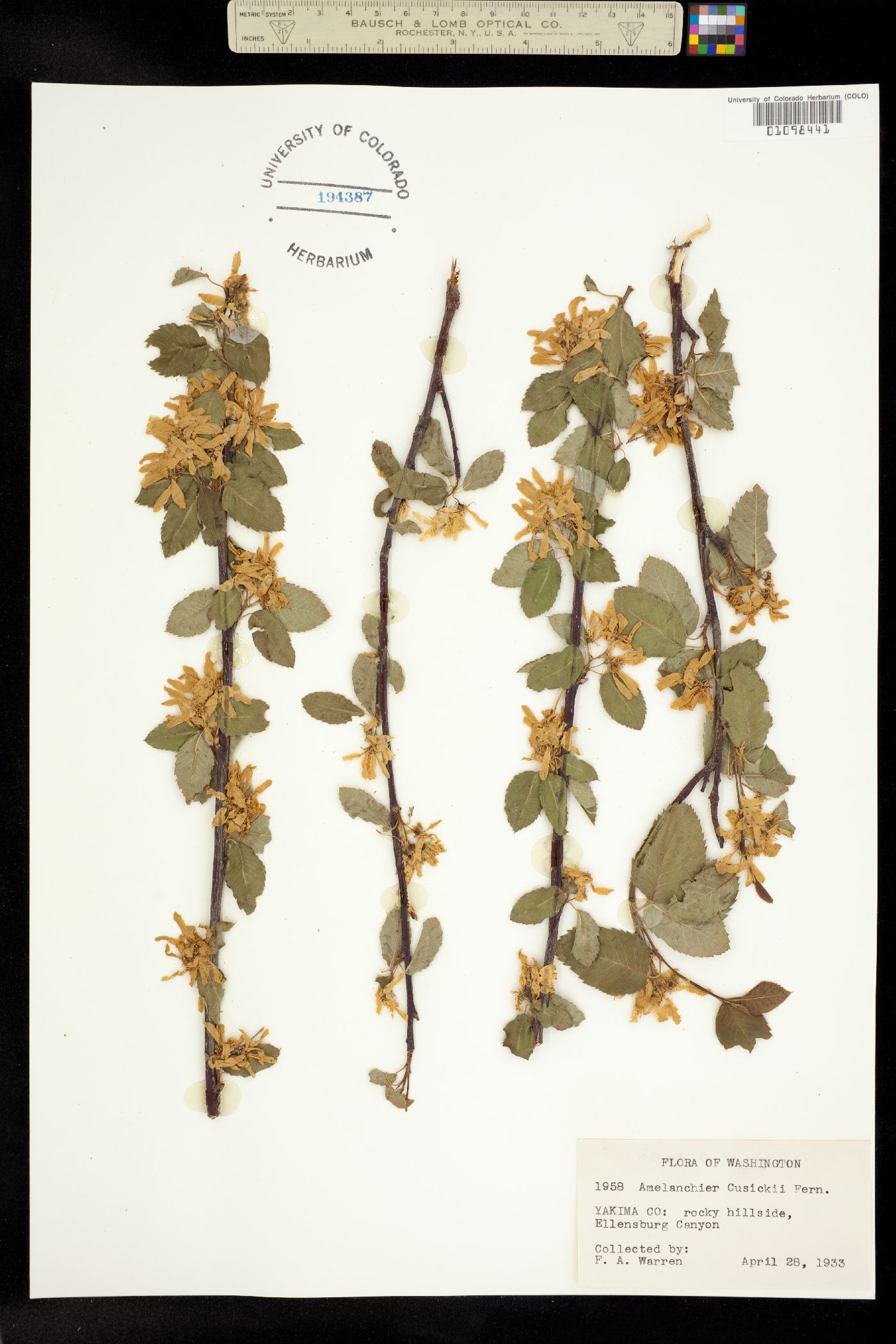 Amelanchier cusickii image