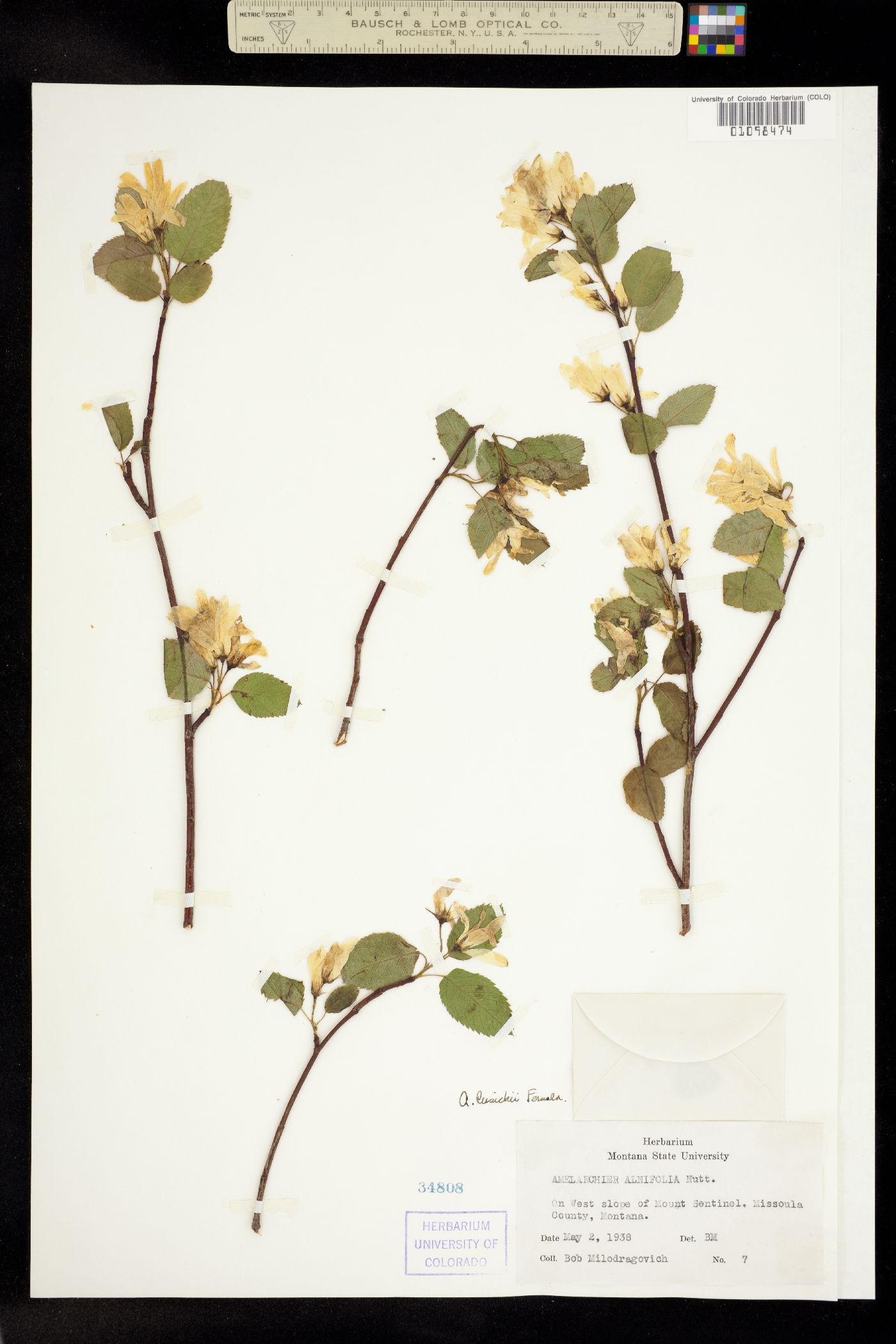 Amelanchier cusickii image