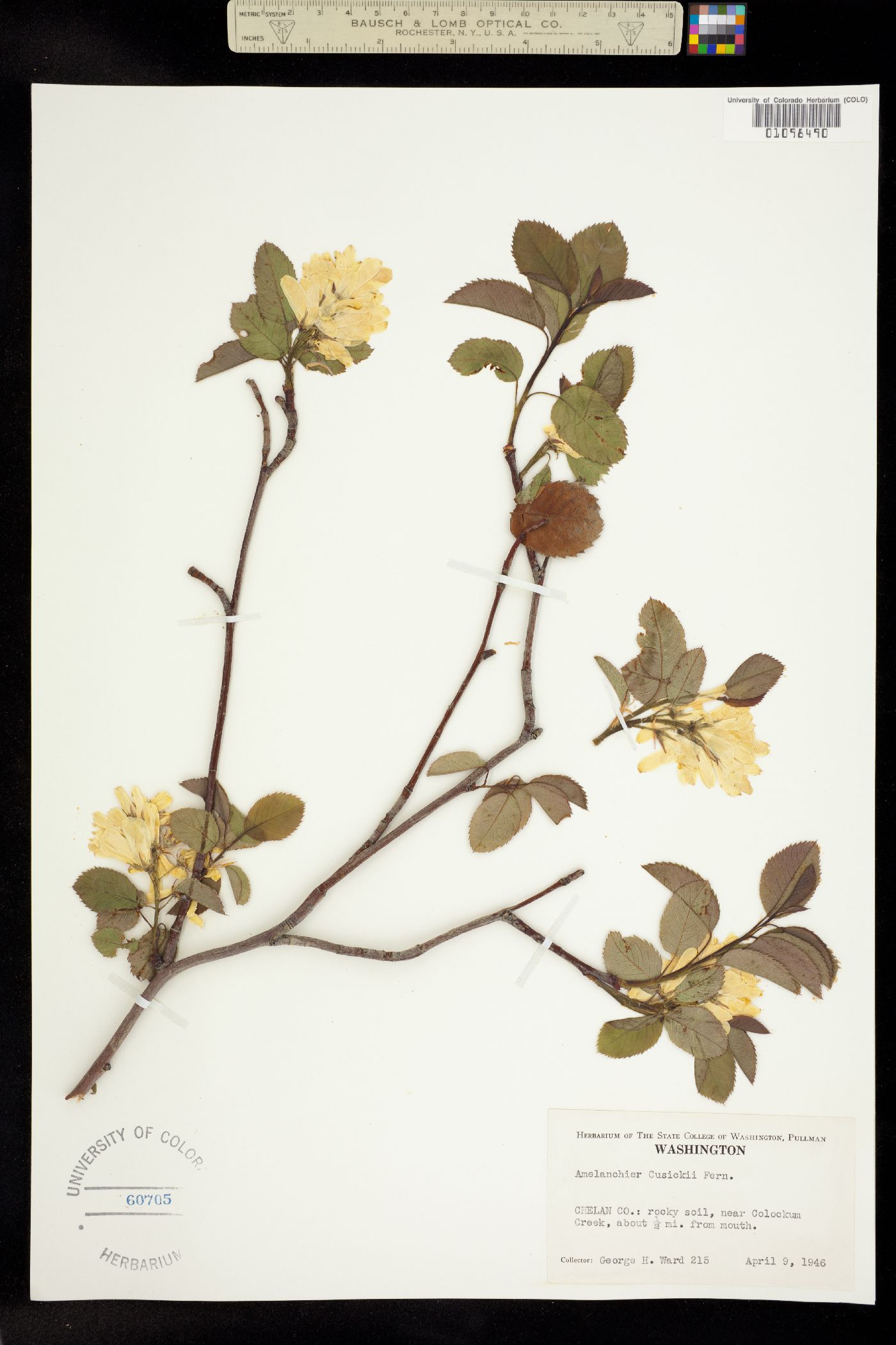 Amelanchier cusickii image