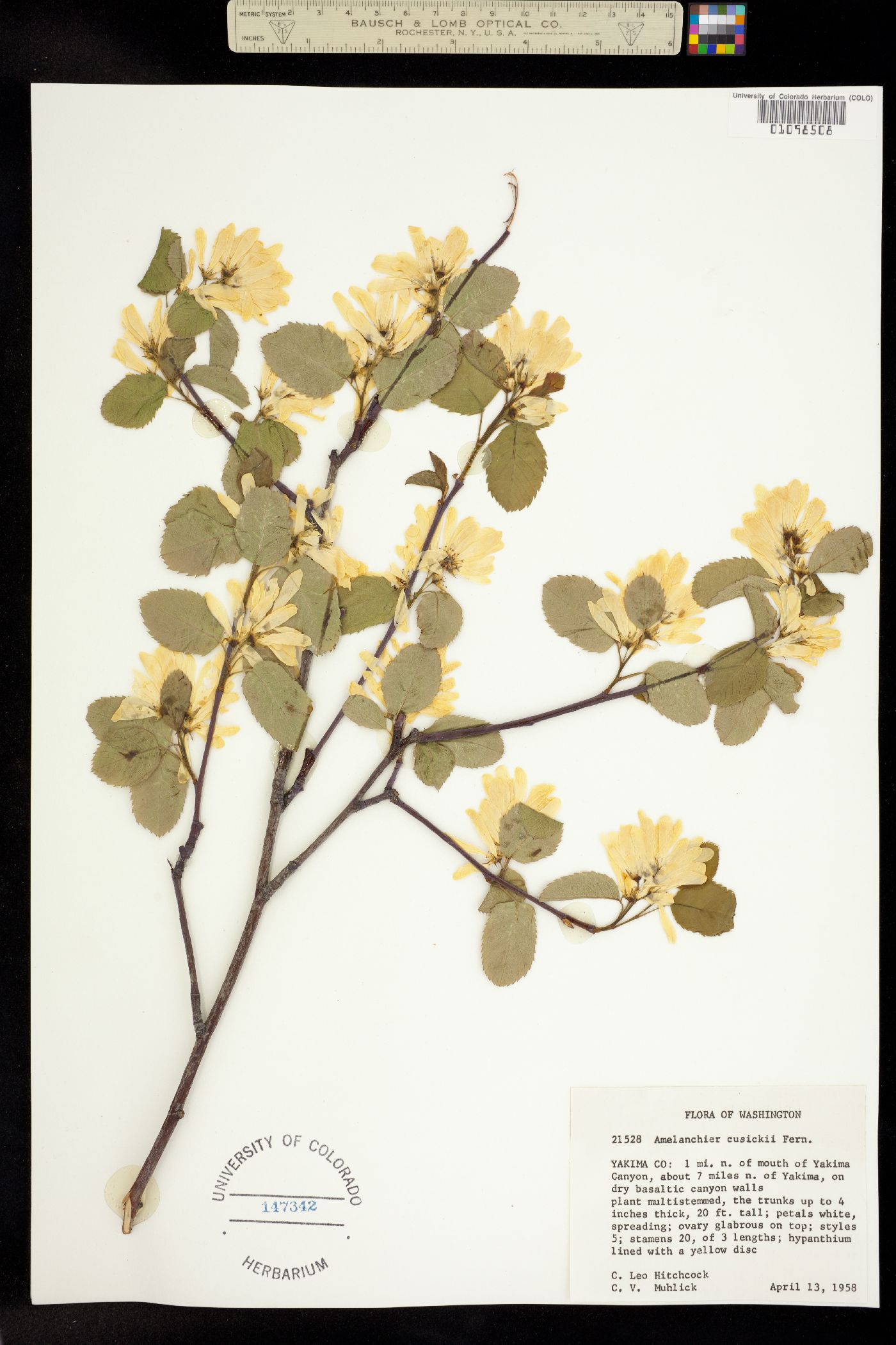 Amelanchier cusickii image