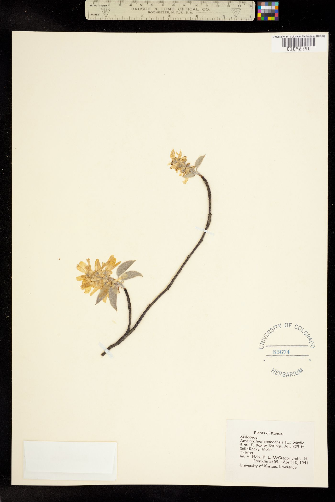 Amelanchier canadensis image