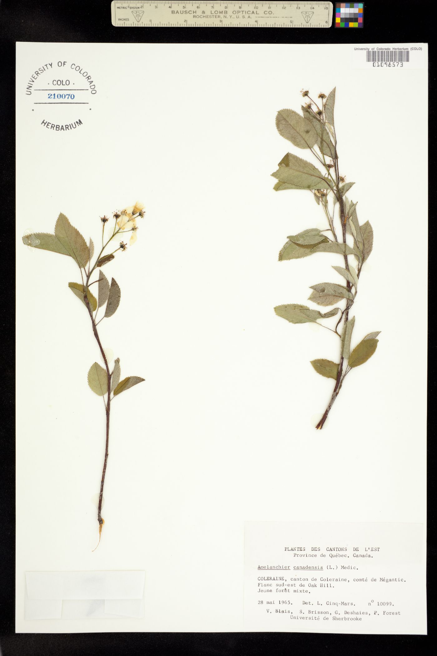 Amelanchier canadensis image