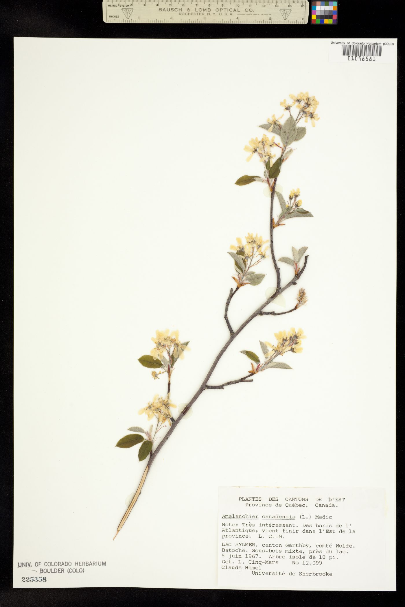 Amelanchier canadensis image