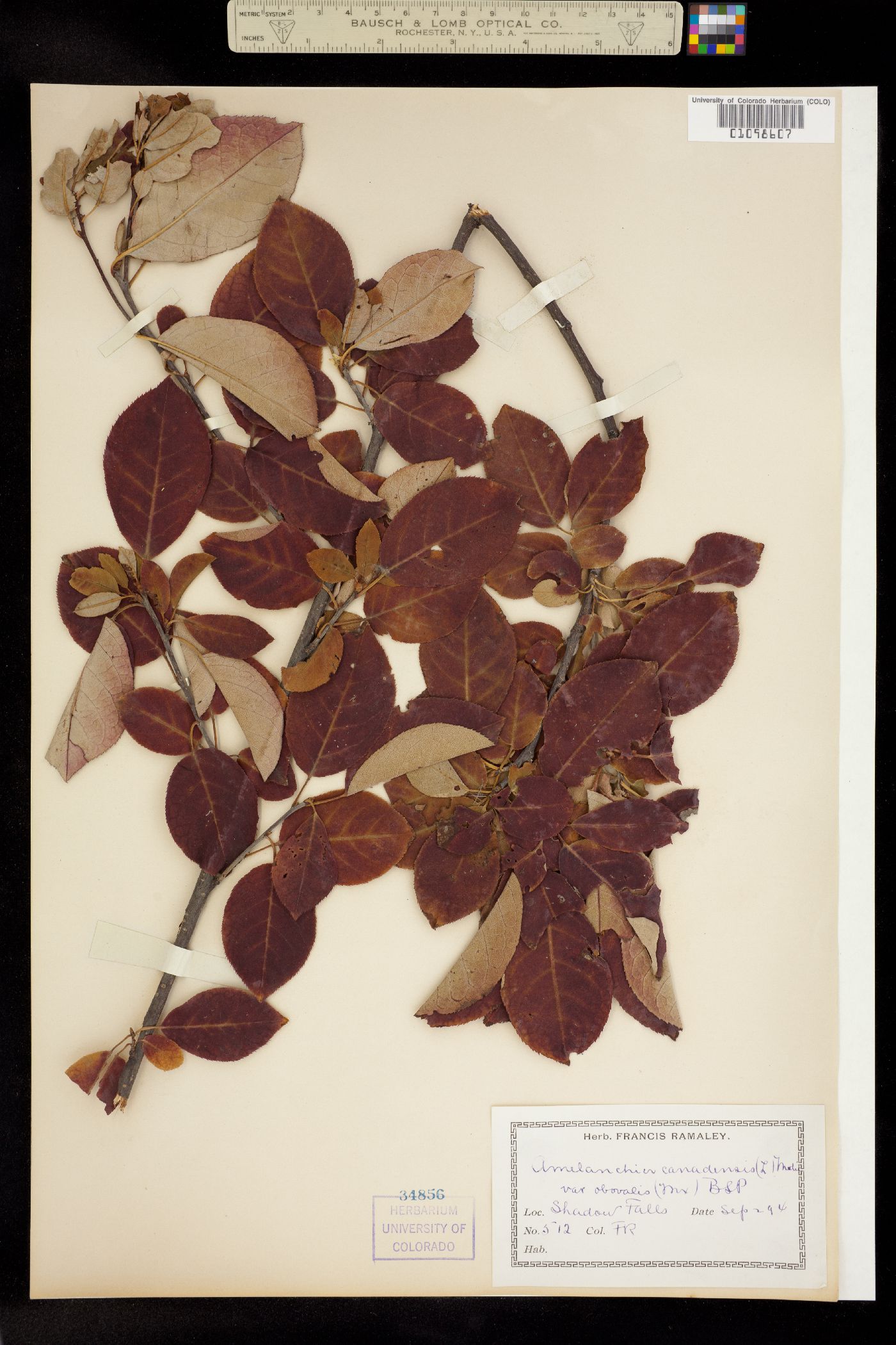 Amelanchier canadensis image