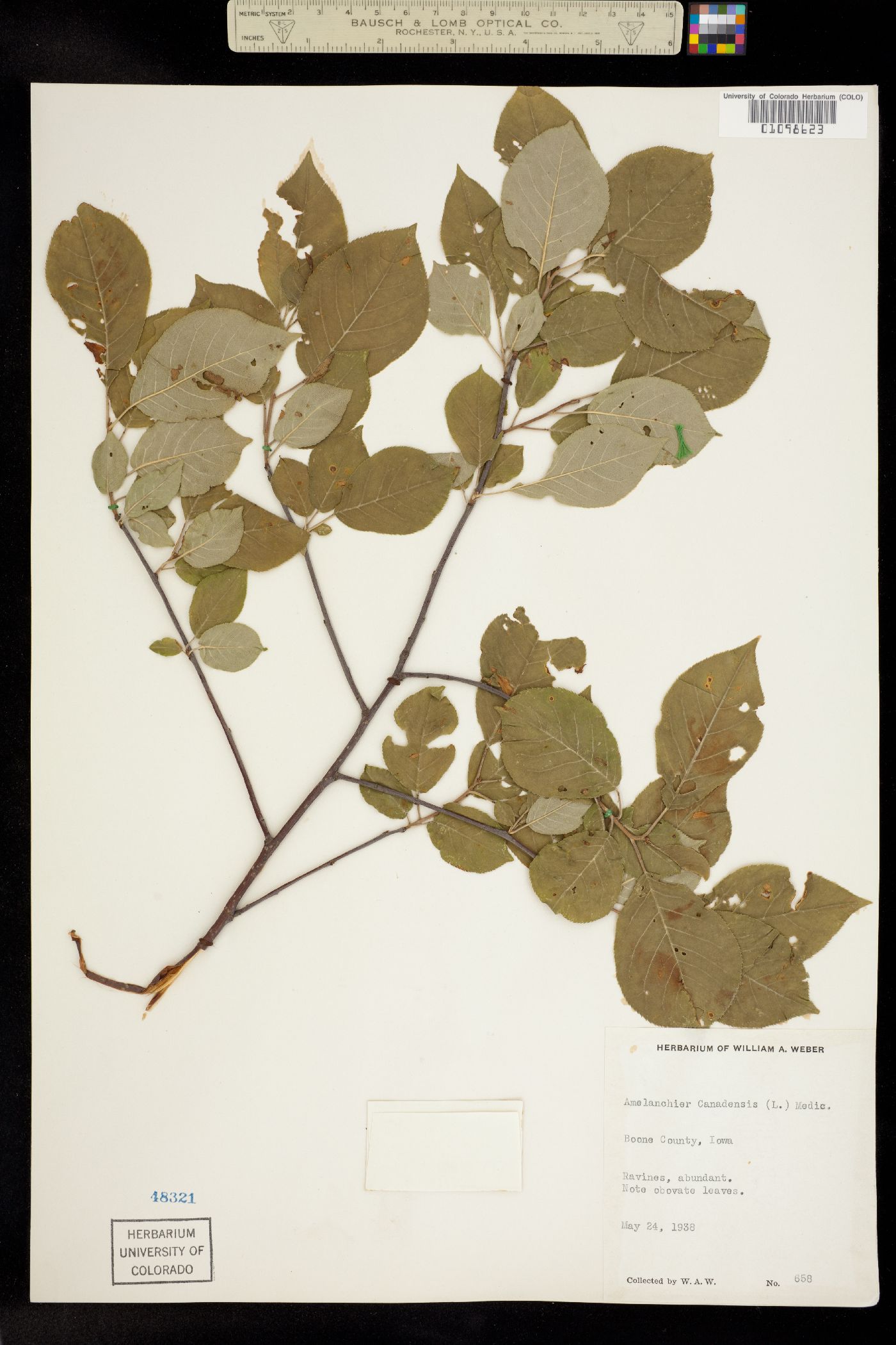 Amelanchier canadensis image