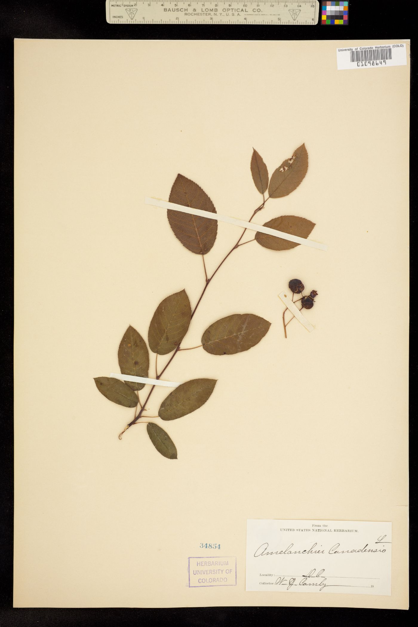 Amelanchier canadensis image