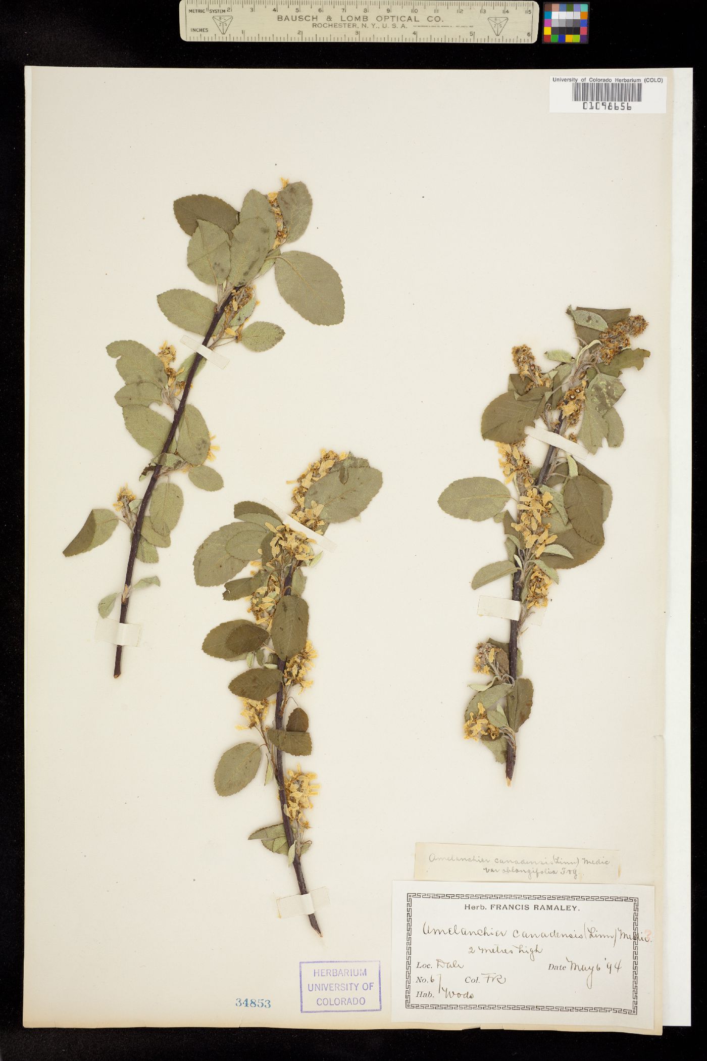 Amelanchier canadensis image