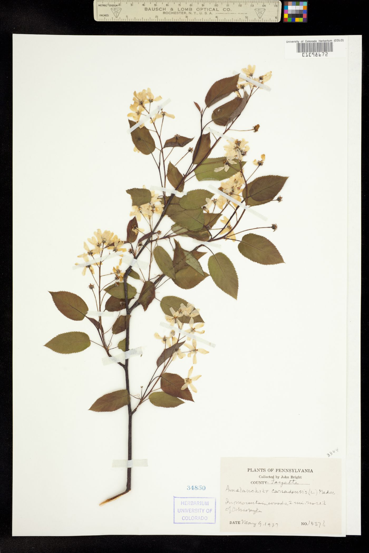 Amelanchier canadensis image