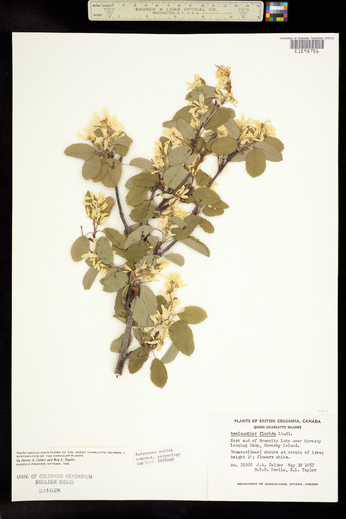 Amelanchier alnifolia var. semiintegrifolia image