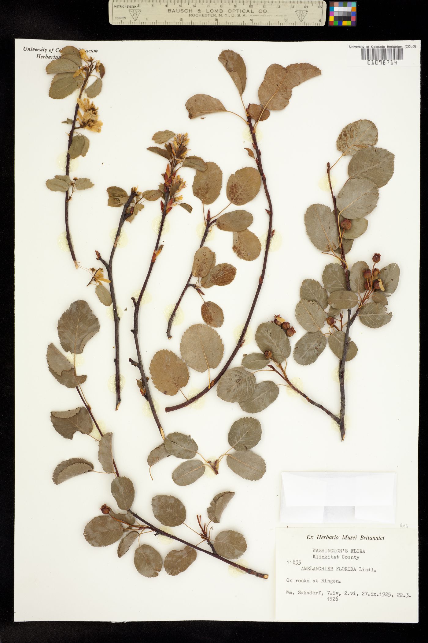Amelanchier alnifolia image