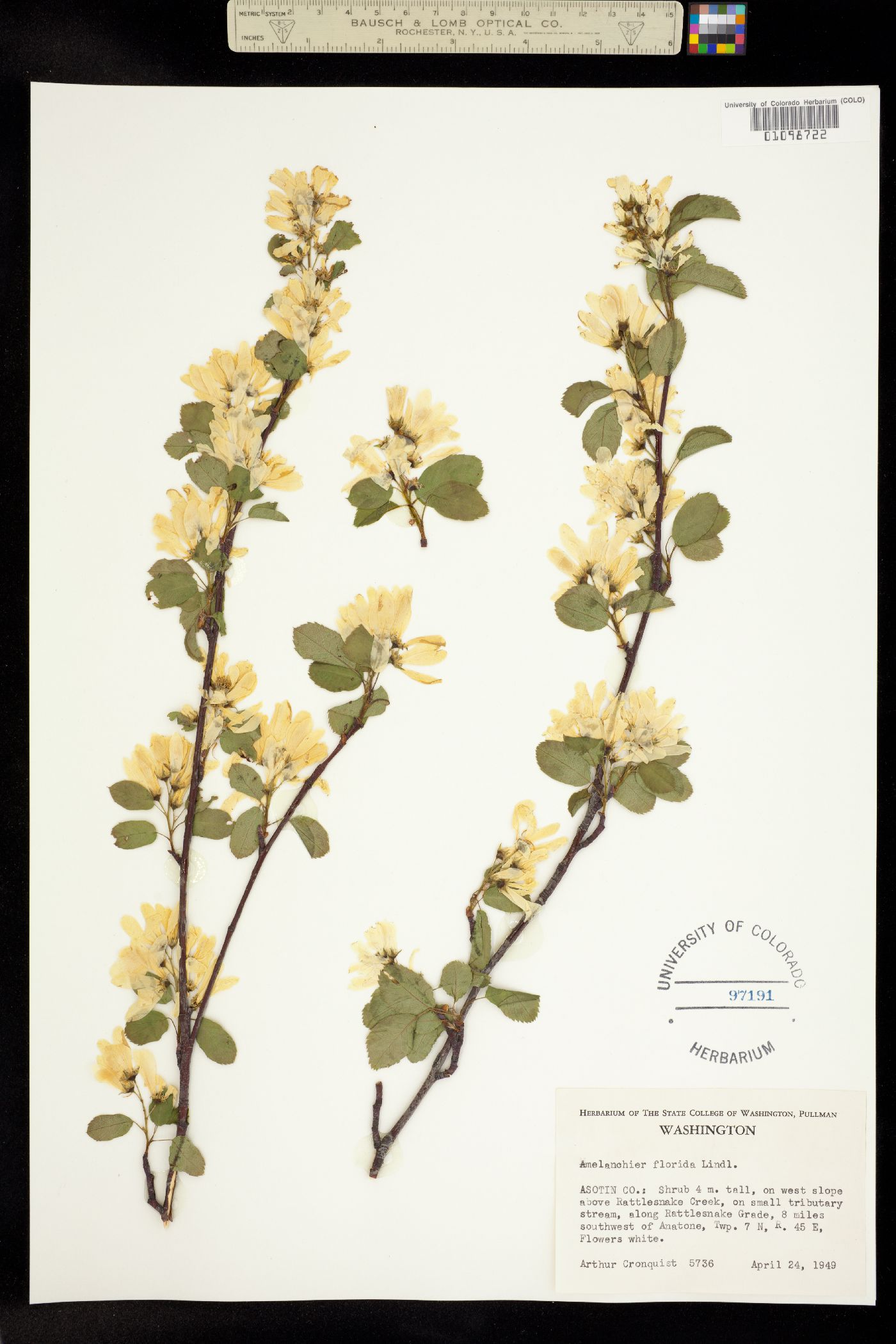 Amelanchier alnifolia var. semiintegrifolia image