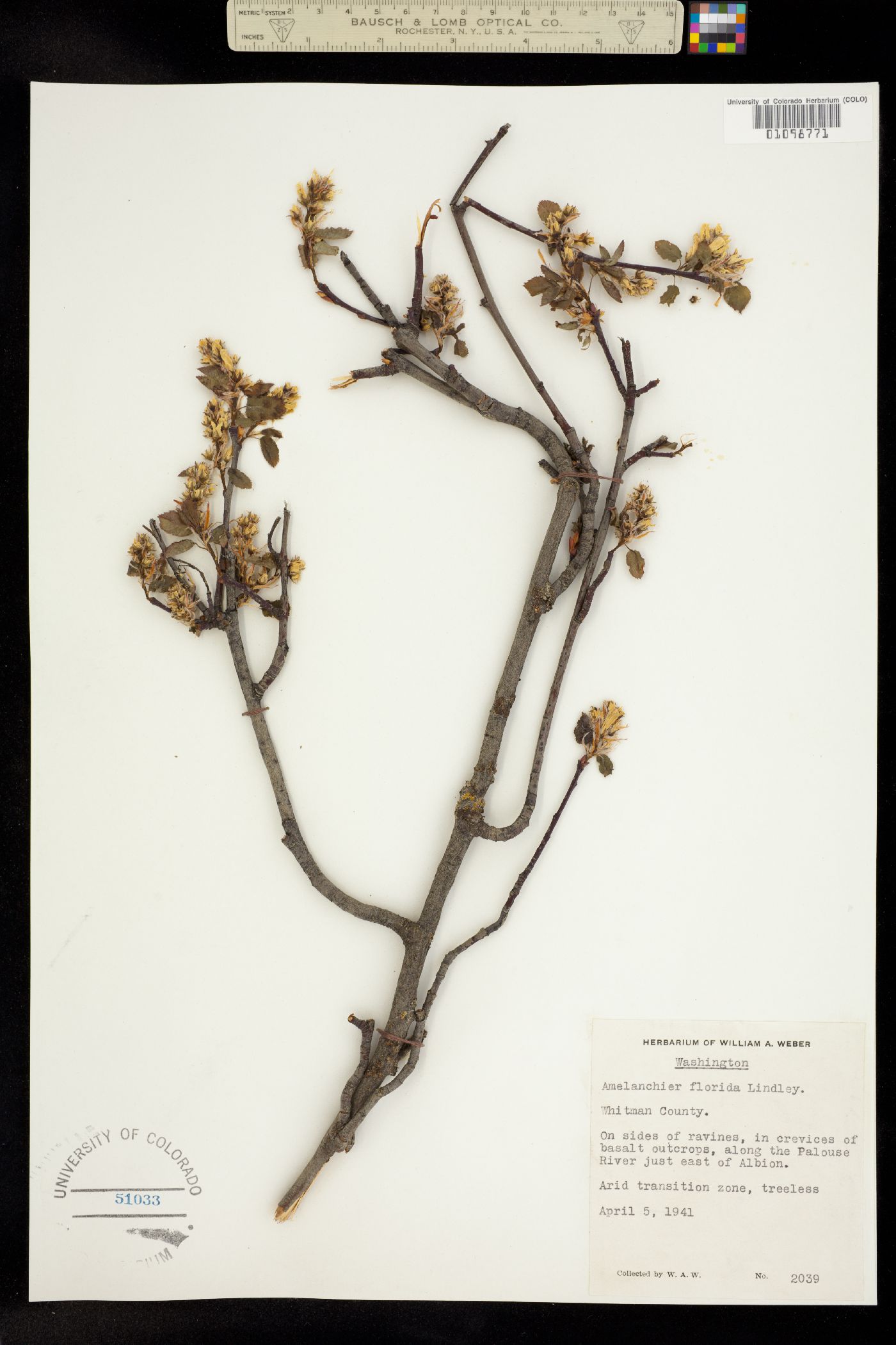 Amelanchier alnifolia var. semiintegrifolia image