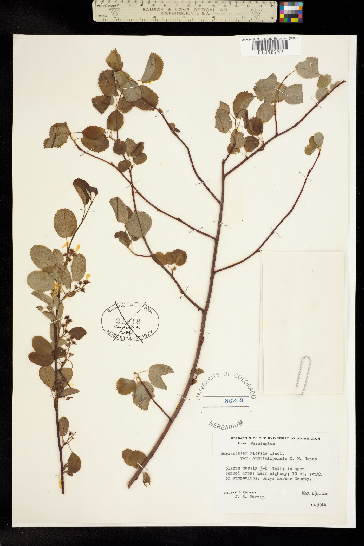 Amelanchier alnifolia var. semiintegrifolia image