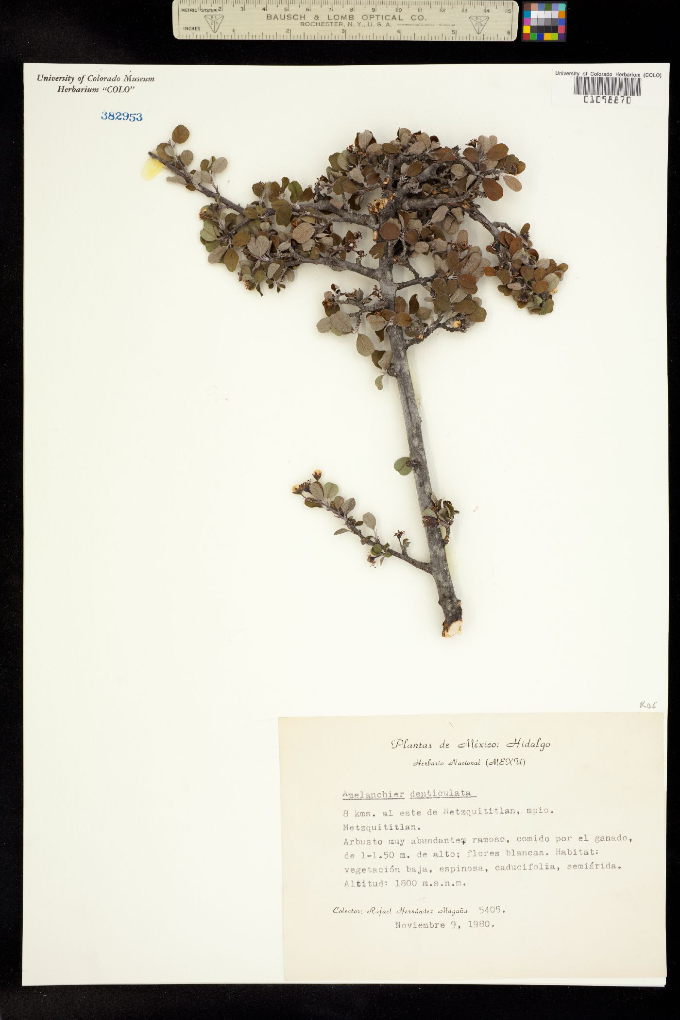 Malacomeles denticulata image