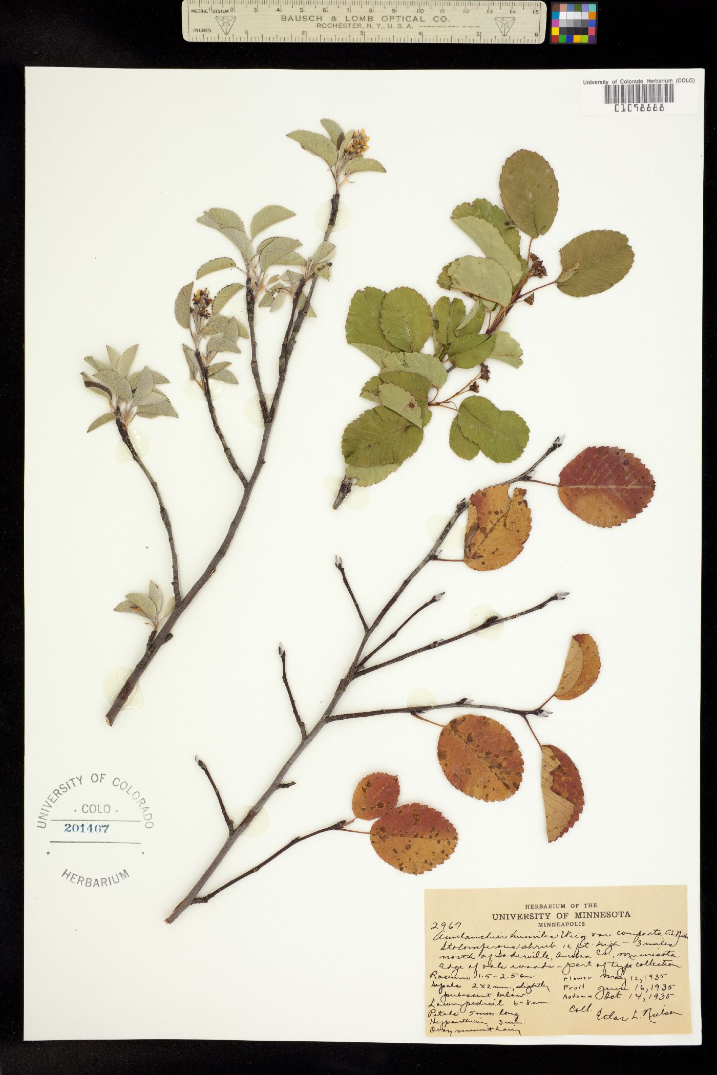 Amelanchier humilis image