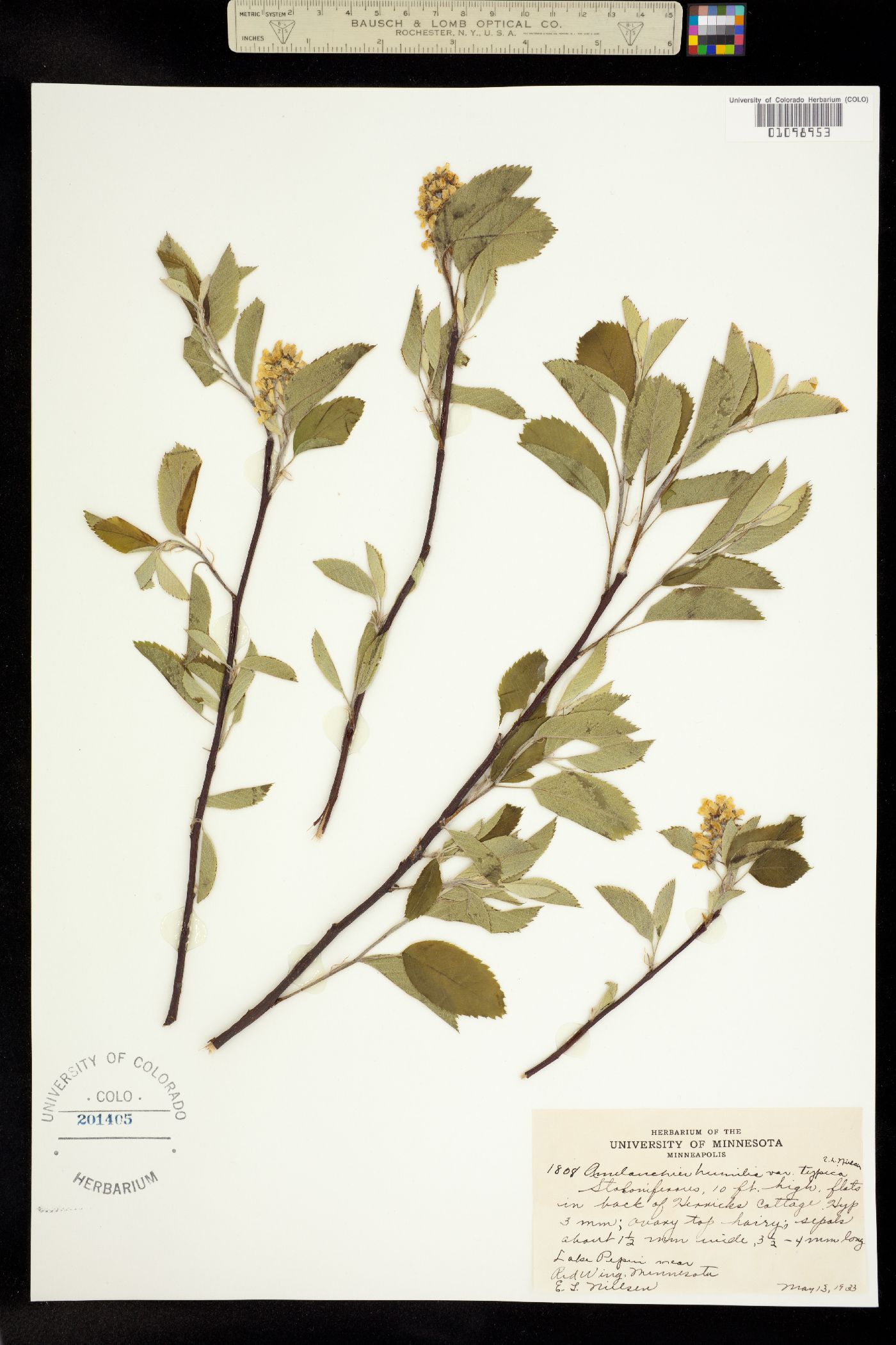 Amelanchier humilis image